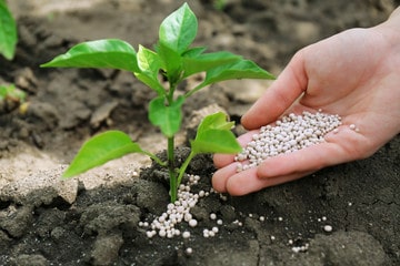Thủ tục xin giấy chứng nhận đủ điều kiện buôn bán phân bón được thực hiện như thế nào?