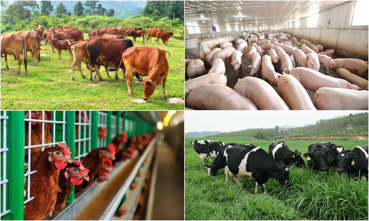 Hồ  sơ xin cấp giấy chứng nhận đủ điều kiện sản xuất sản phẩm xử lý chất thải chăn nuôi