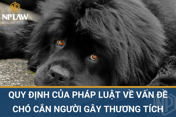 Quy định của pháp luật về vấn đề chó cắn người gây thương tích