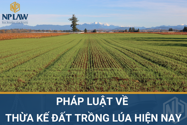 Pháp luật về thừa kế đất trồng lúa hiện nay