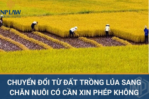 Chuyển đổi từ đất trồng lúa sang chăn nuôi có cần xin phép không