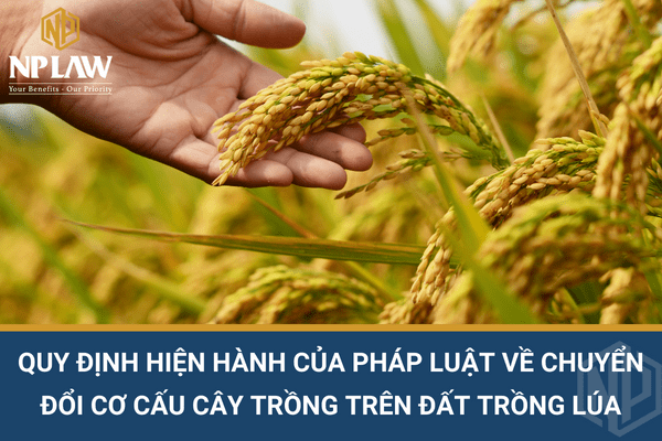 Quy định hiện hành của pháp luật về chuyển đổi cơ cấu cây trồng trên đất trồng lúa
