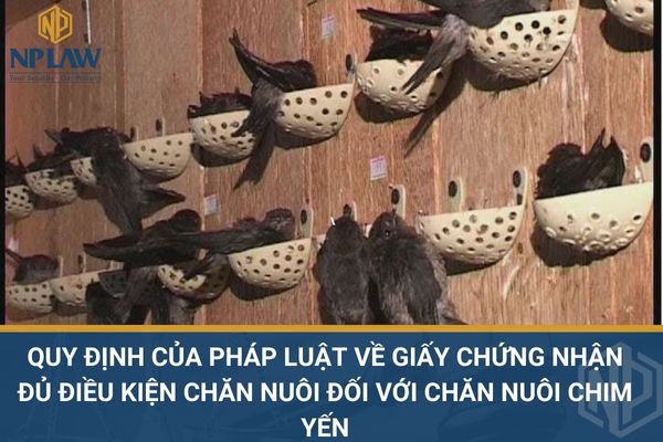 Quy định của pháp luật về giấy chứng nhận đủ điều kiện chăn nuôi đối với chăn nuôi chim yến