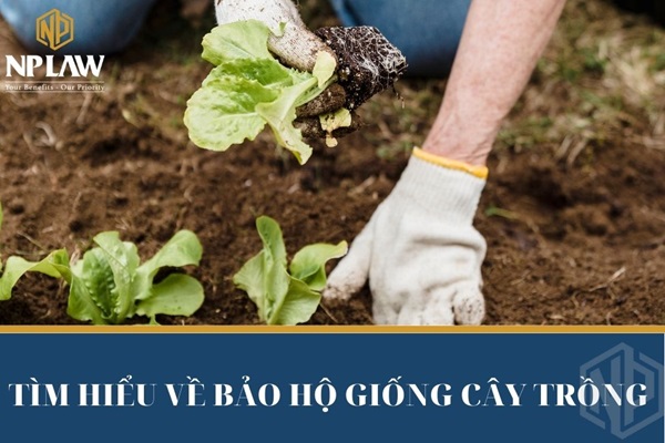 Tìm hiểu về bảo hộ giống cây trồng