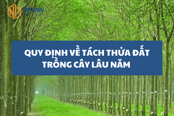 Quy định về tách thửa đất trồng cây lâu năm