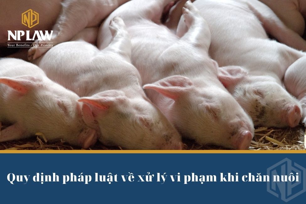 Quy định pháp luật về xử lý vi phạm khi chăn nuôi