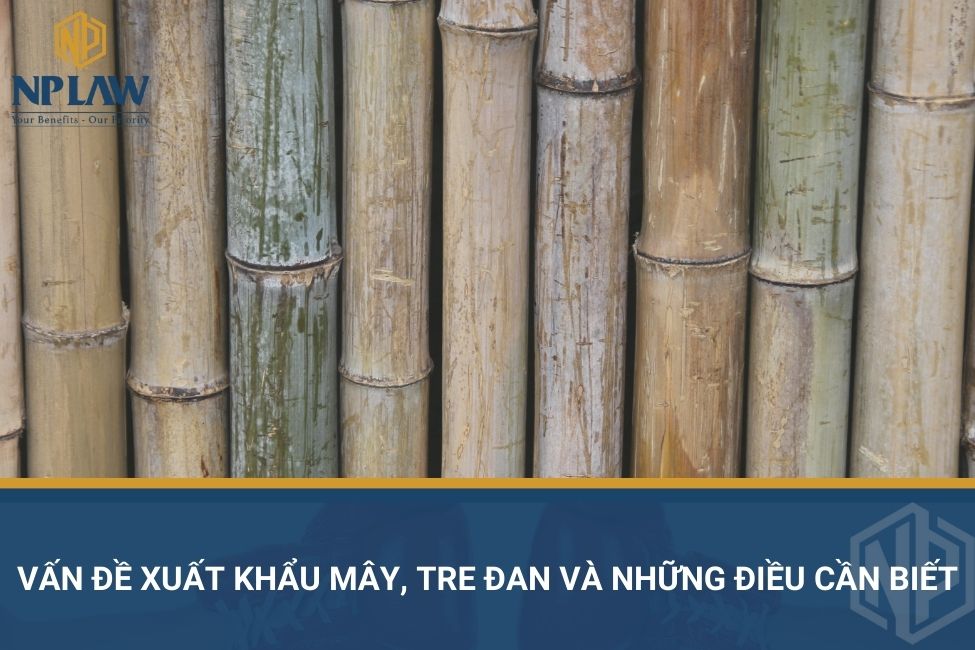 Vấn đề xuất khẩu mây, tre đan và những điều cần biết