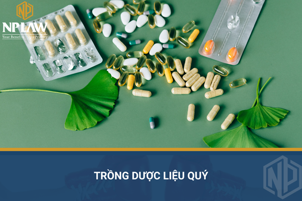 Trồng dược liệu quý