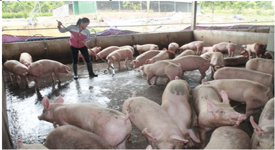 Thải phân heo không qua xử lý