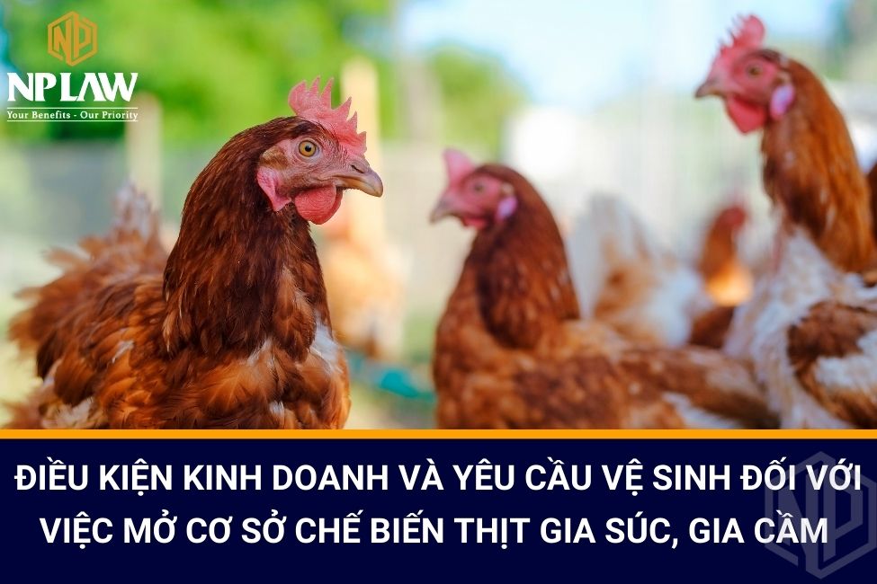 Điều kiện kinh doanh và yêu cầu vệ sinh đối với việc mở cơ sở chế biến thịt gia súc, gia cầm
