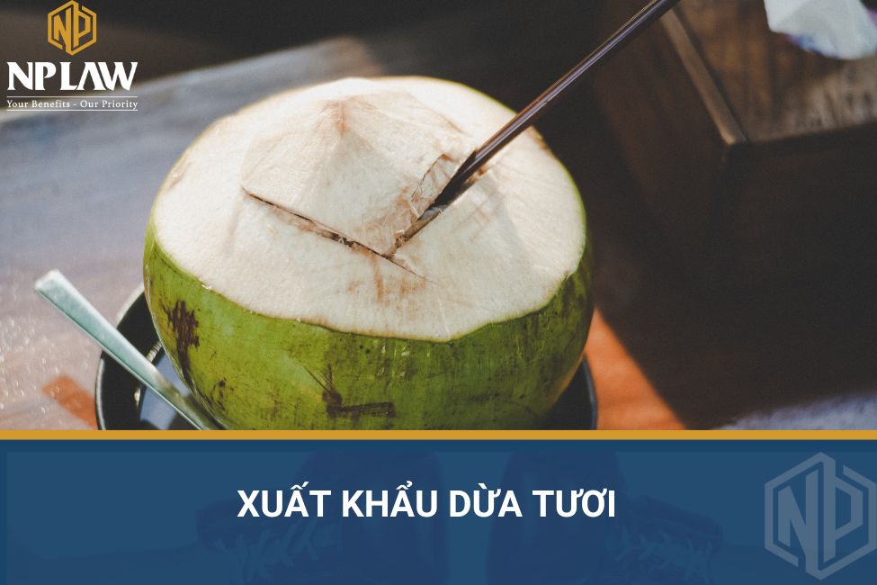Xuất khẩu dừa tươi