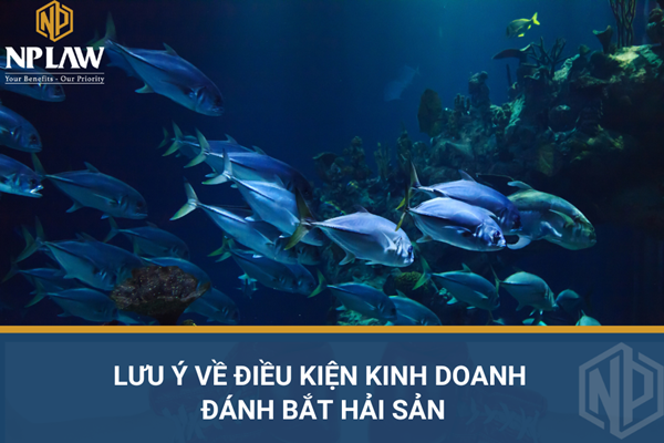 Lưu ý về điều kiện kinh doanh đánh bắt hải sản