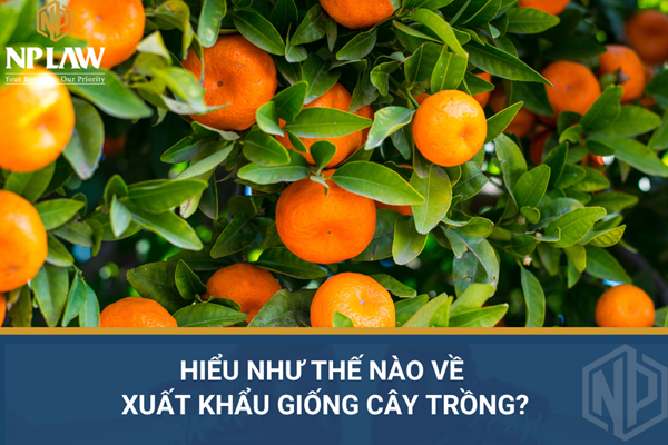 Hiểu như thế nào về xuất khẩu giống cây trồng?