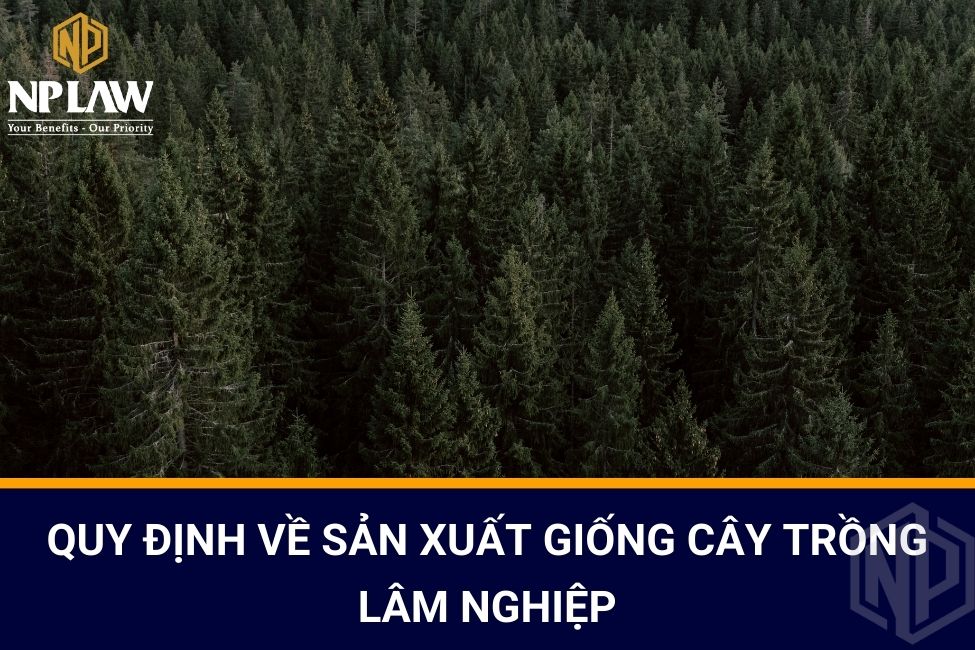 Quy định về sản xuất giống cây trồng lâm nghiệp
