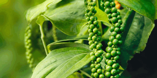 Xuất khẩu hạt tiêu