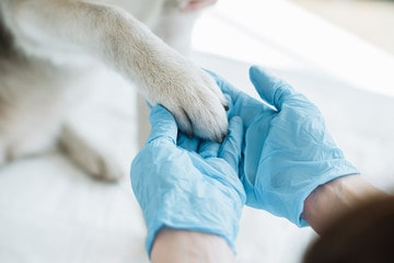 Pháp luật quy định như thế nào về kinh doanh thuốc thú y