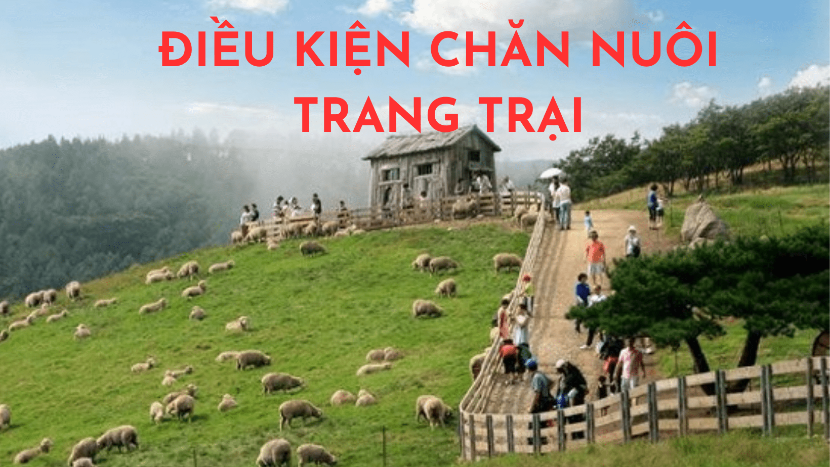 Tư vấn pháp luật về chăn nuôi trang trại