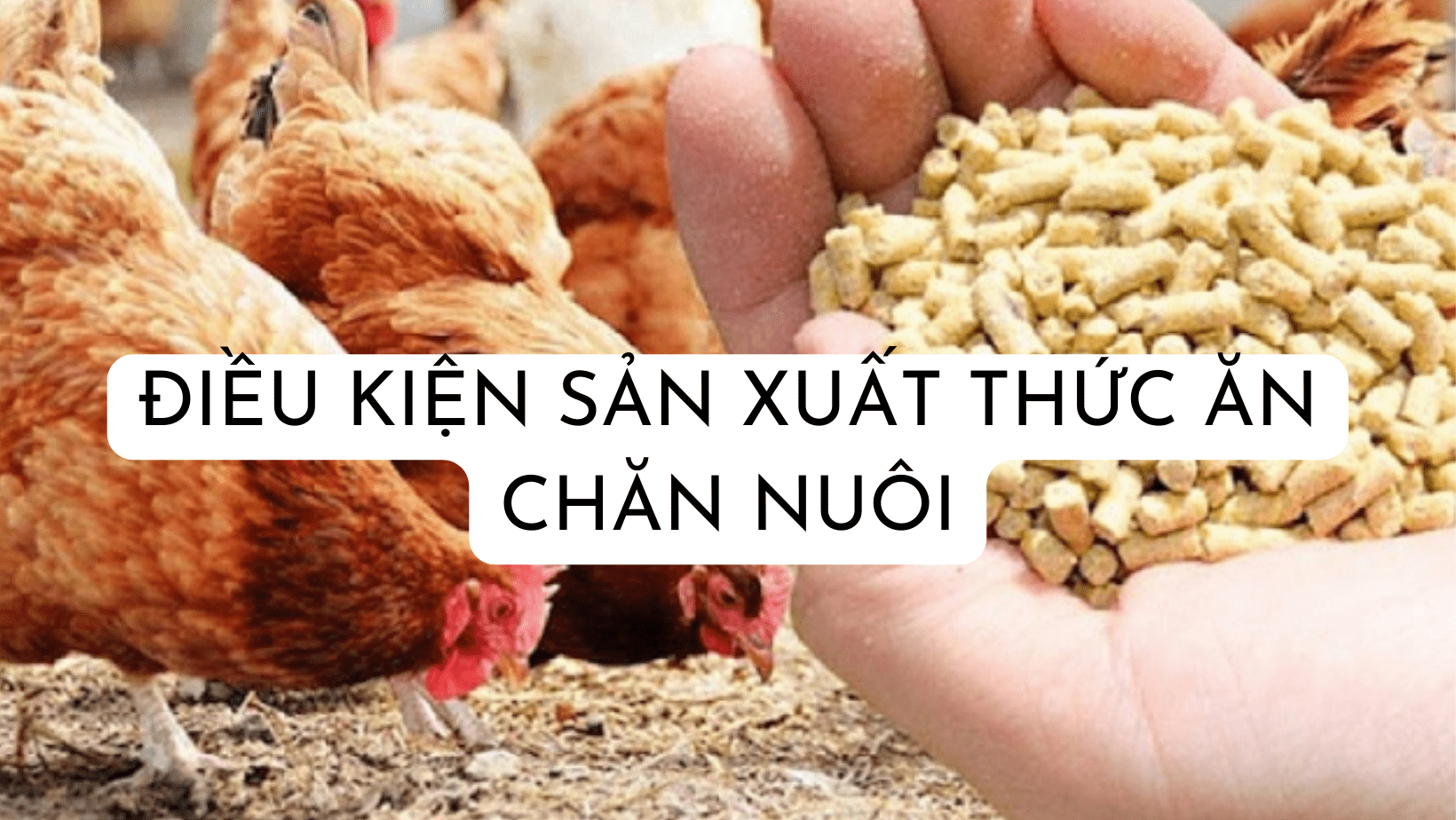 Pháp luật Việt Nam về thức ăn chăn nuôi
