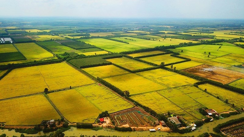 Quy định về chuyển đất trồng lúa sang đất phi nông nghiệp như thế nào?