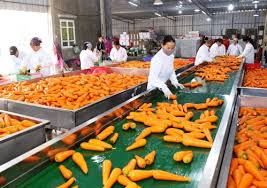 Quy định pháp luật về cơ sở chế biến nông sản