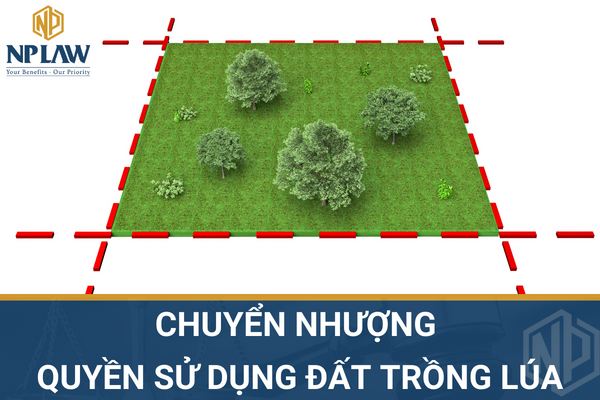 CHUYỂN NHƯỢNG QUYỀN SỬ DỤNG ĐẤT TRỒNG LÚA