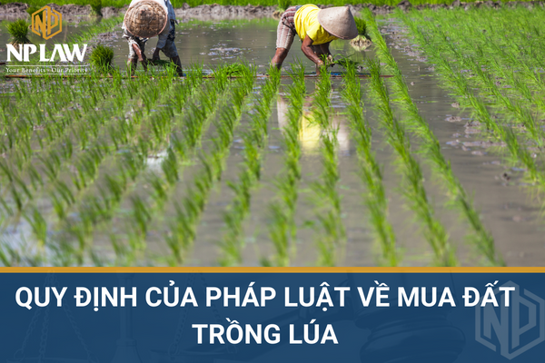 QUY ĐỊNH CỦA PHÁP LUẬT VỀ MUA ĐẤT TRỒNG LÚA