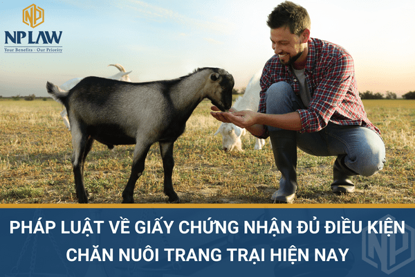 PHÁP LUẬT VỀ GIẤY CHỨNG NHẬN ĐỦ ĐIỀU KIỆN CHĂN NUÔI TRANG TRẠI HIỆN NAY