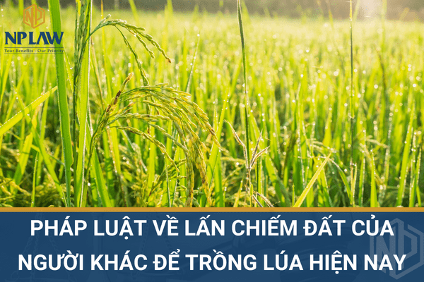 PHÁP LUẬT VỀ LẤN CHIẾM ĐẤT CỦA NGƯỜI KHÁC ĐỂ TRỒNG LÚA HIỆN NAY